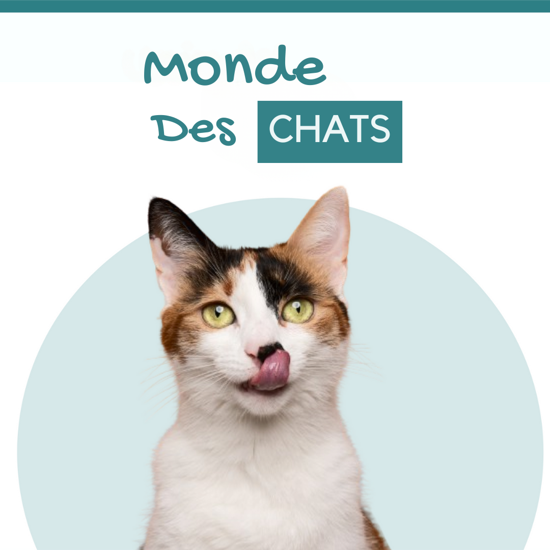 Chats